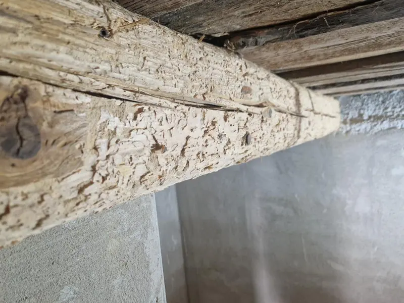 Stark zerfressener Holzbalken mit typischem Hausbock-Schadbild