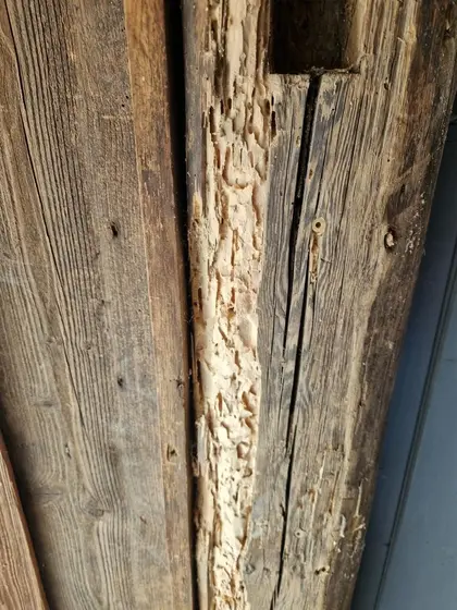 Fraßgänge und Ausfluglöcher von Holzwürmern in einem Balken