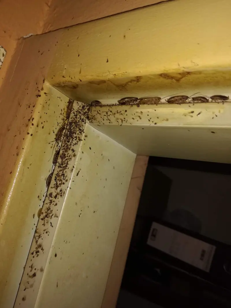 Starker Insektenbefall an einem Türrahmen im Innenraum