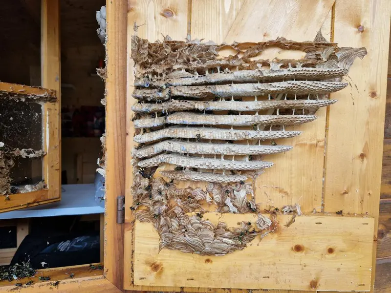 Wespennest zwischen den Lamellen eines hölzernen Fensterladens